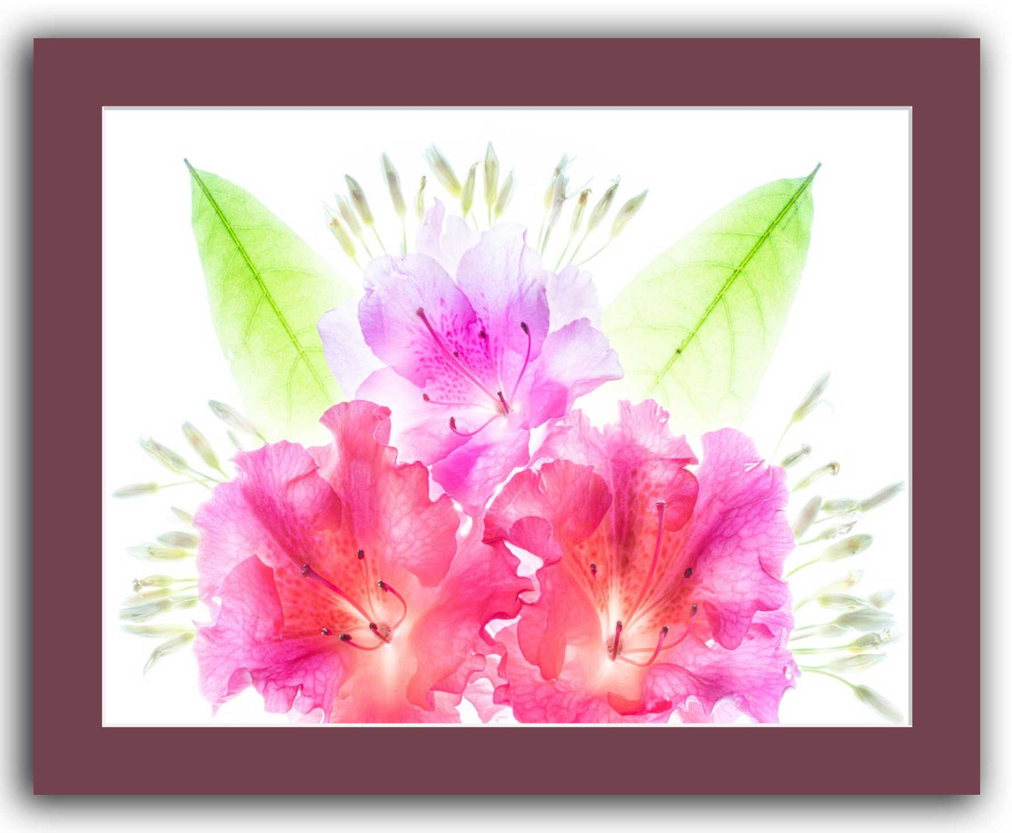 Size 16x20. Bright pink and lavender azalea flowers with green leaves on white background, matted in maroon for easy framing or display.