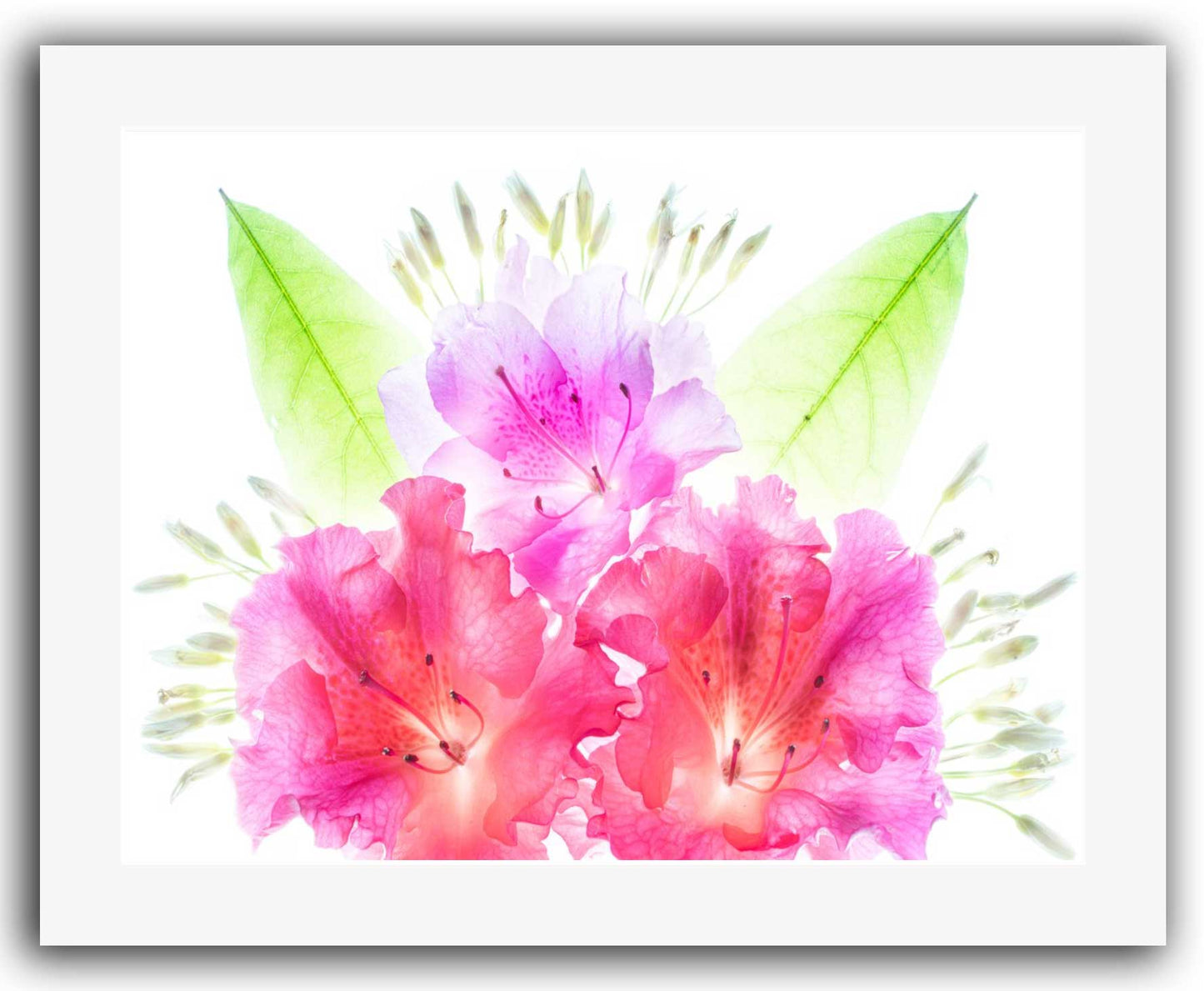 16x20 White Mat. Bright pink and lavender azalea flowers with green leaves on white background, matted in white for easy framing or display.