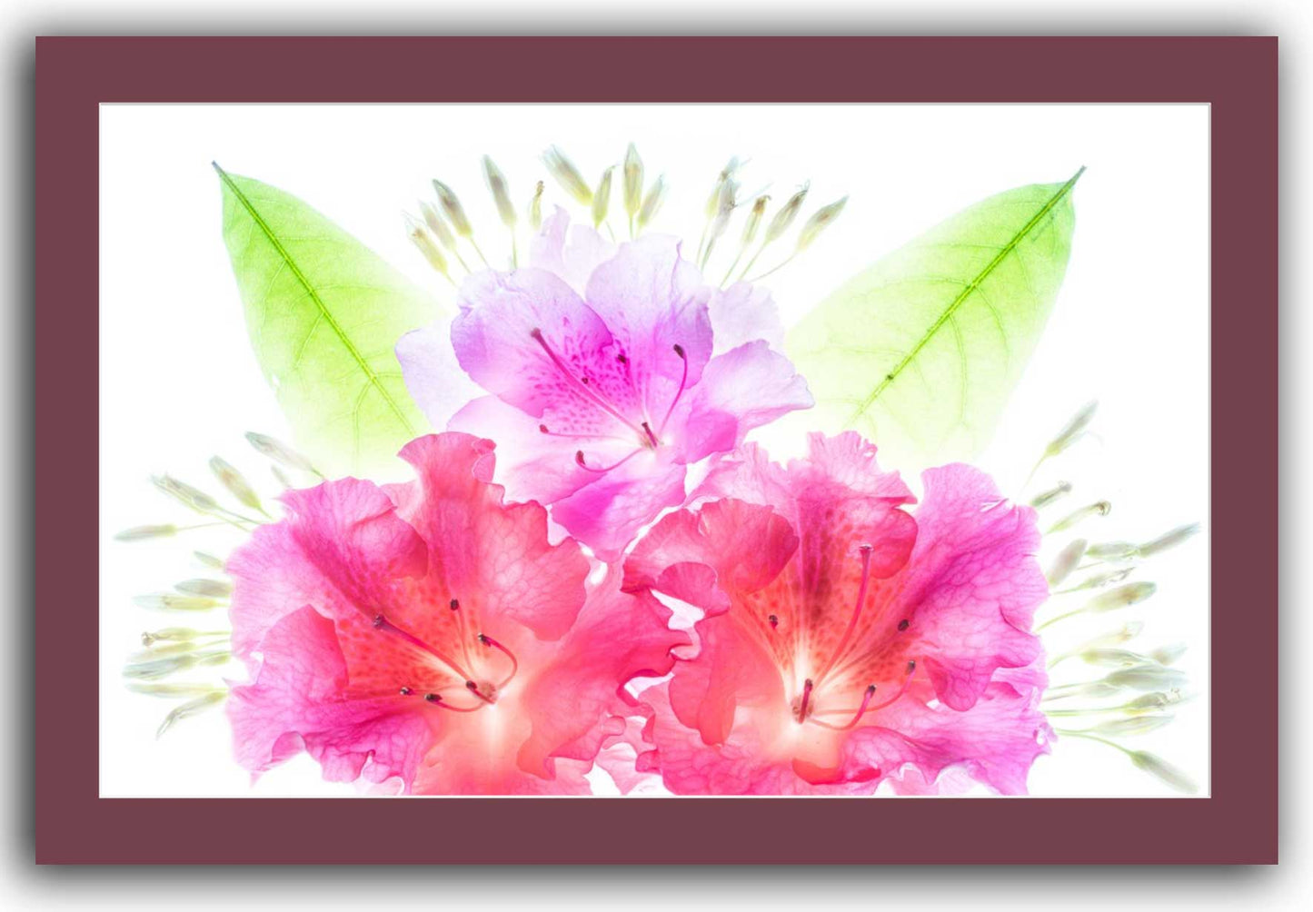 Size: 24x36. Bright pink and lavender azalea flowers with green leaves on white background, matted in maroon for easy framing or display.