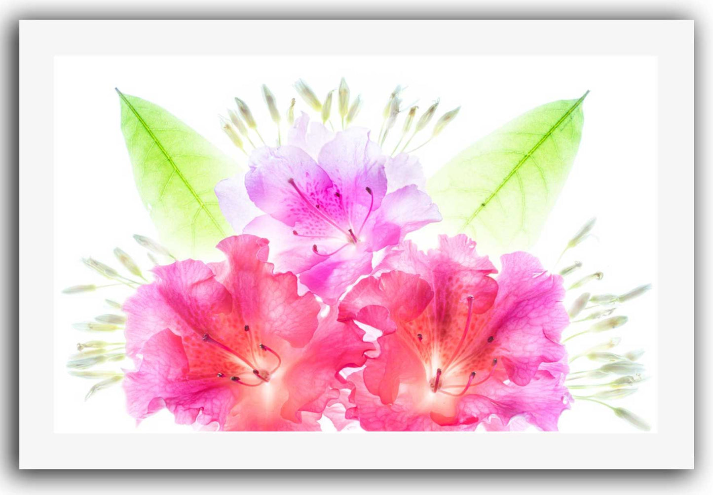 24x26 White Mat. Bright pink and lavender azalea flowers with green leaves on white background, matted in white for easy framing or display.