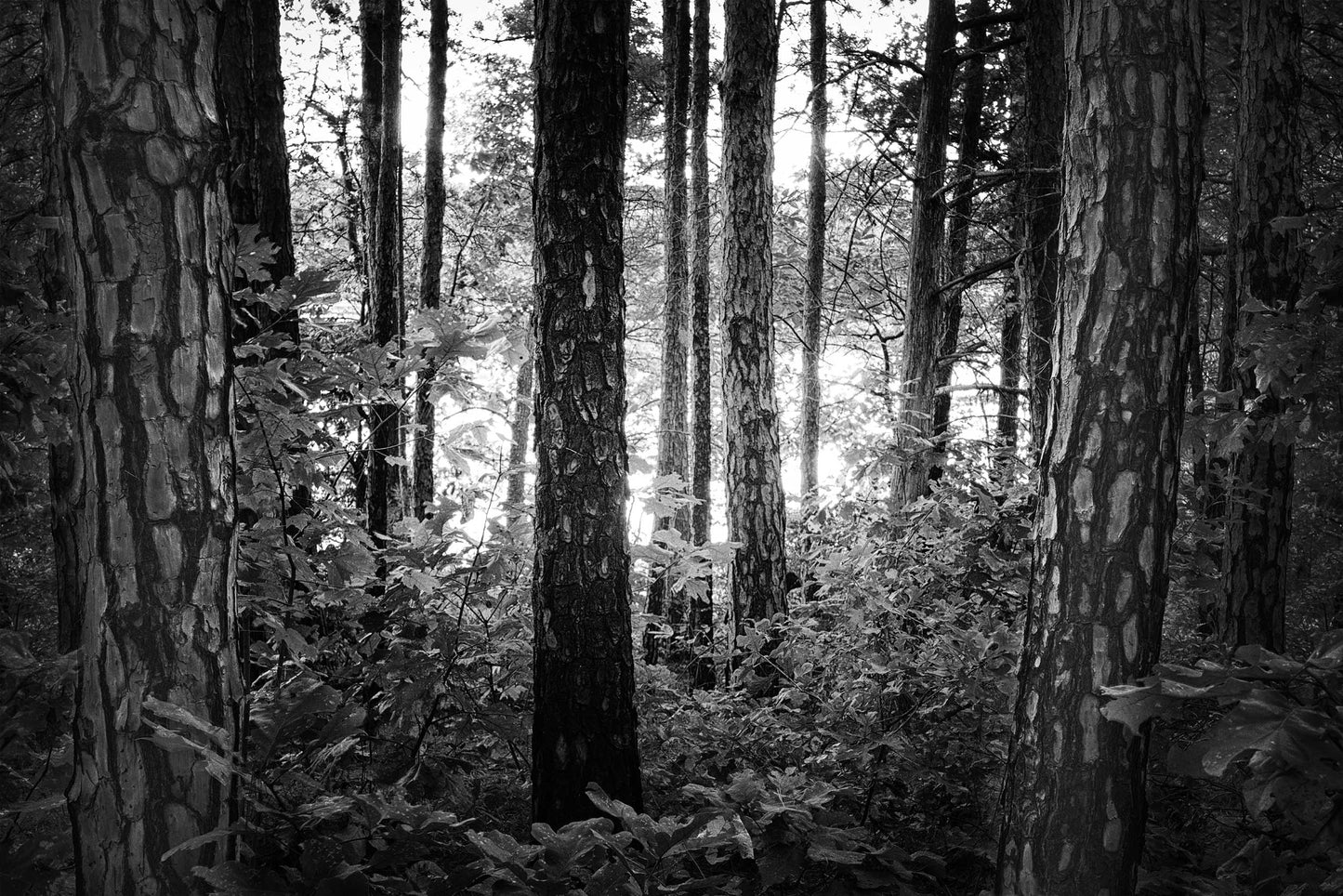 Mystic Woods