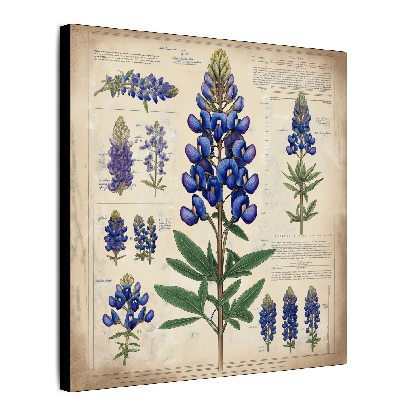 Side view. Celebrate Texas wildflowers with this vintage-style bluebonnet botanical canvas. It's elegant, educational, and ideal for farmhouse or Western-inspired decor.
