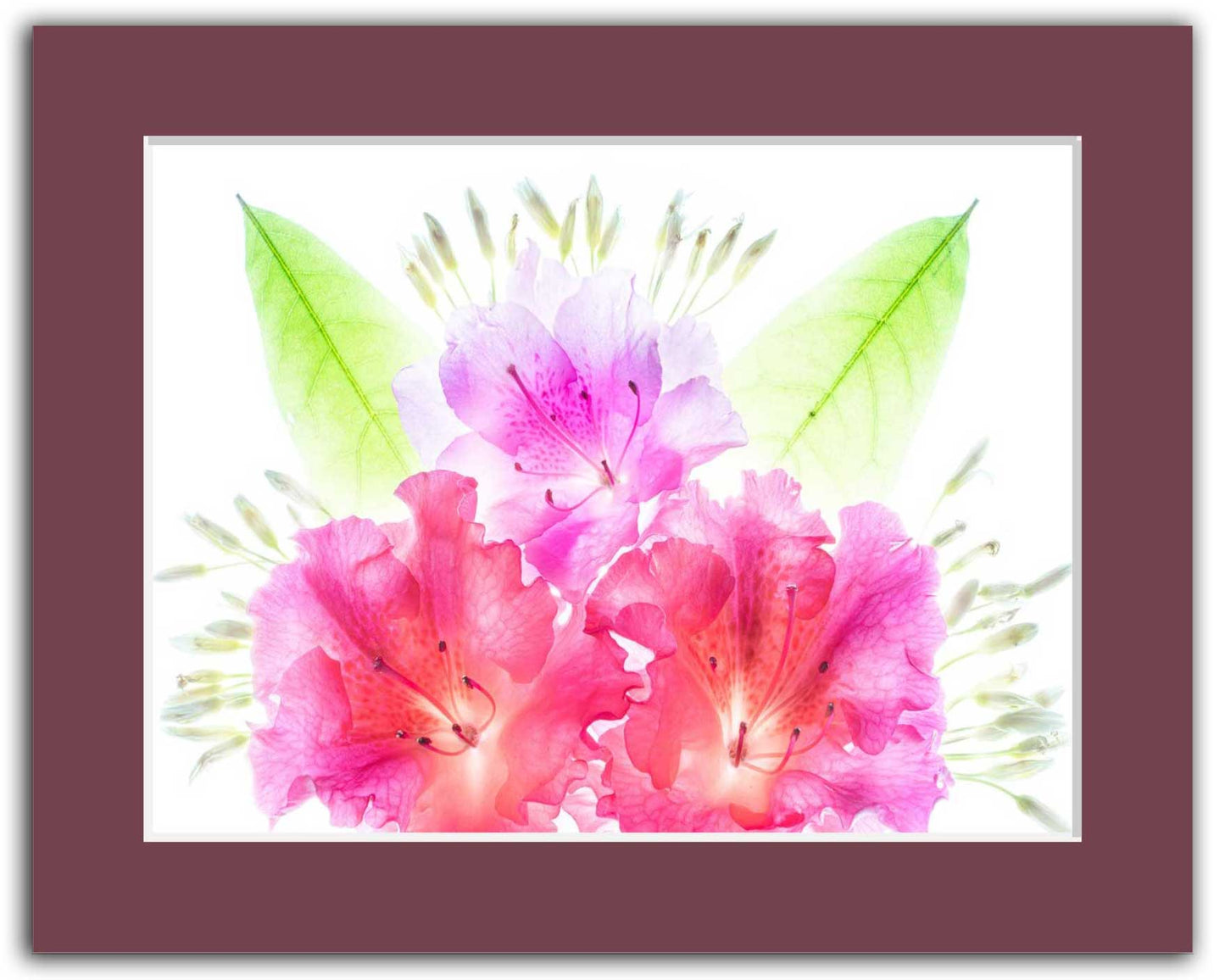 Size: 8x10. Bright pink and lavender azalea flowers with green leaves on white background, matted in maroon for easy framing or display.
