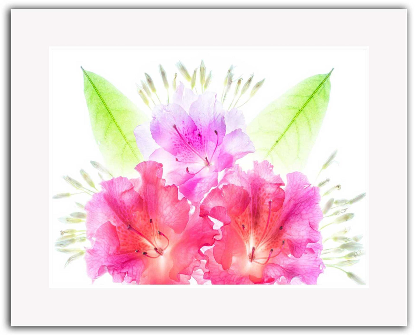 8x10 White Mat. Bright pink and lavender azalea flowers with green leaves on white background, matted in white for easy framing or display.