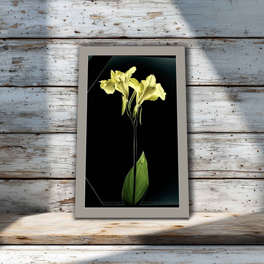 Cotswold mat in room. Photograph of a yellow canna lily bloom and green leaf on a black background, presented as a fine art matted print.