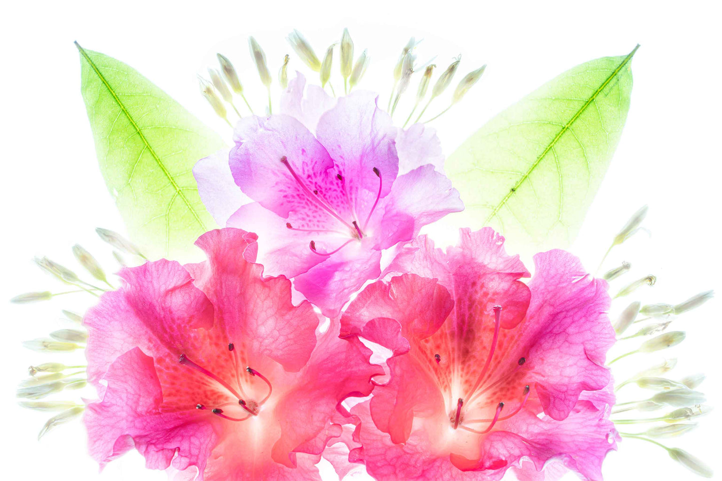 Azalea Burst – Matted Floral Art Print, Ready to Frame or Display