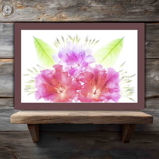 Room view. Bright pink and lavender azalea flowers with green leaves on white background, matted in maroon for easy framing or display.