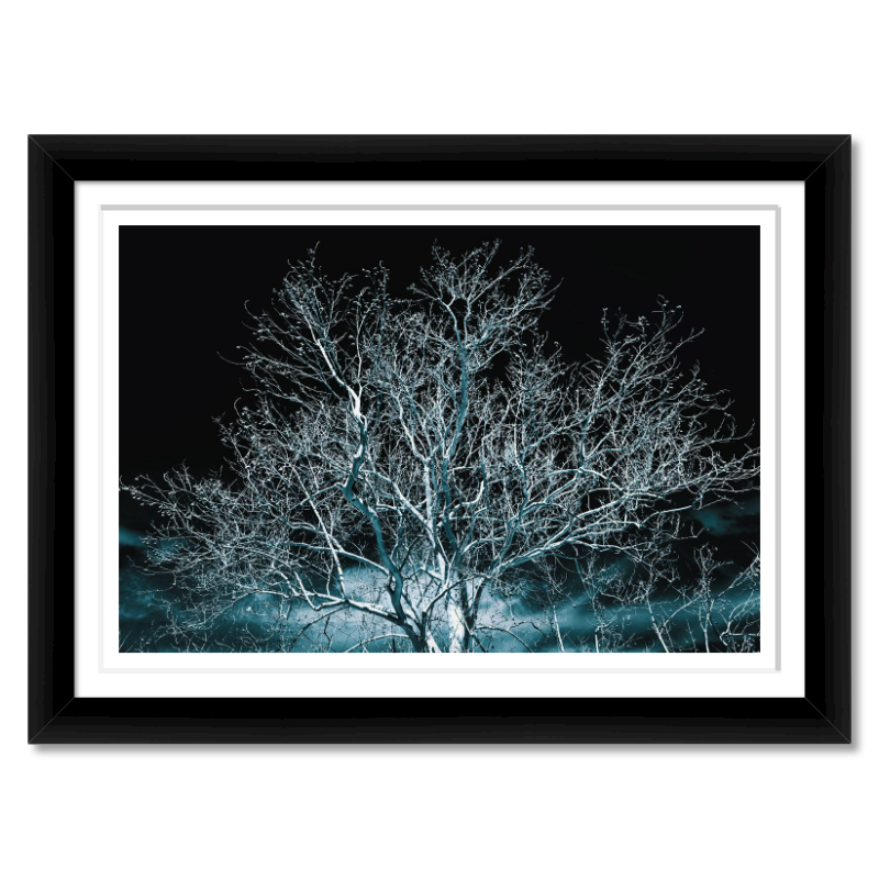 Whispers in Blue – A Lone Sycamore Tree
