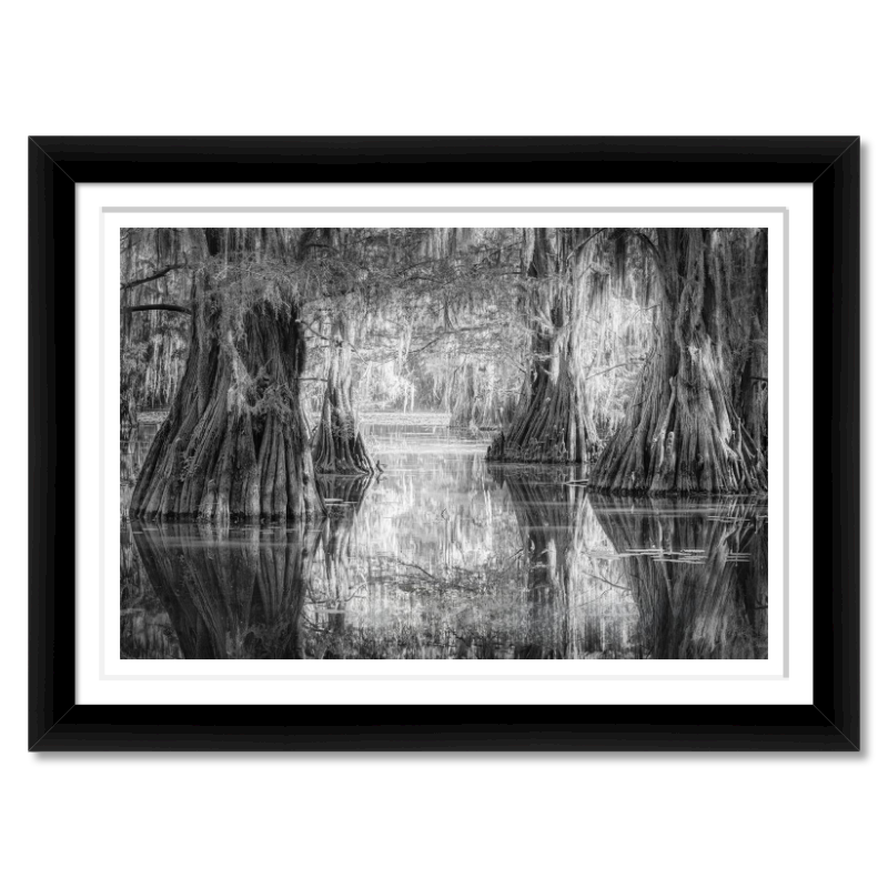 Silent Cathedral – Bald Cypress at Sunrise, Caddo Lake