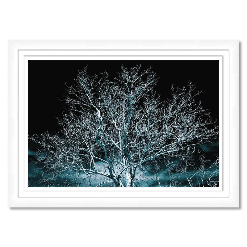 Whispers in Blue – A Lone Sycamore Tree