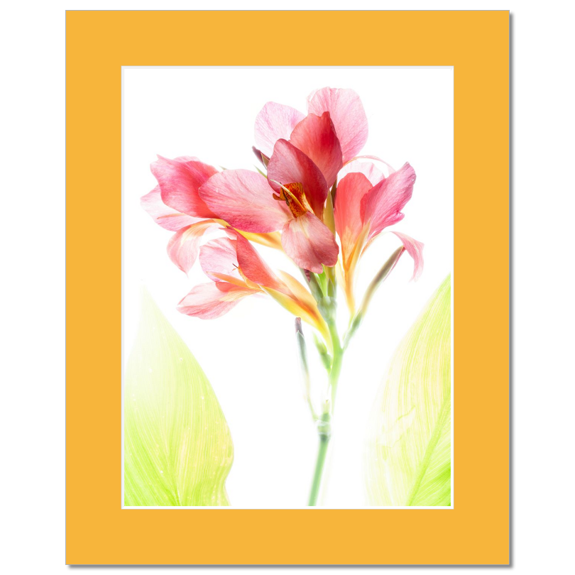 Blush Canna – Delicate Tropical Flower Matted Print