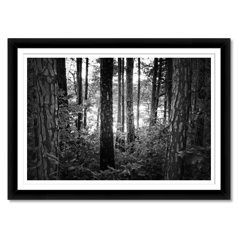 Mystic Woods – Framed Black and White Forest Print