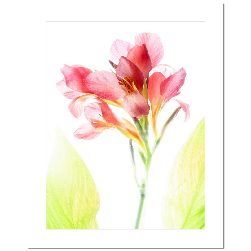 Blush Canna – Delicate Tropical Flower Matted Print