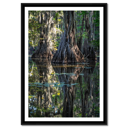 Three Giants – Framed Fine Art Cypress Tree Print