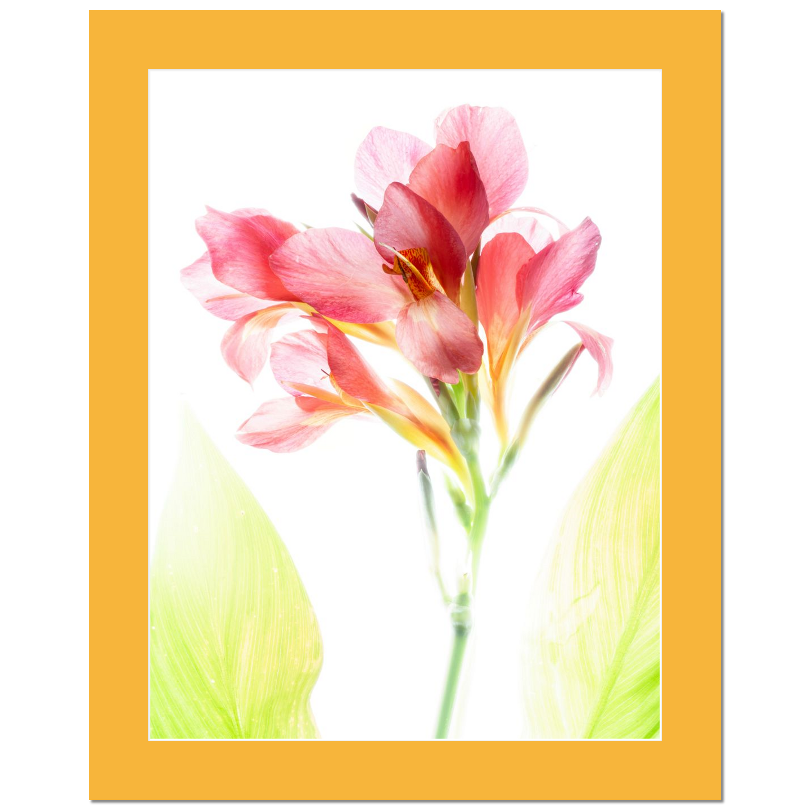 Blush Canna – Delicate Tropical Flower Matted Print