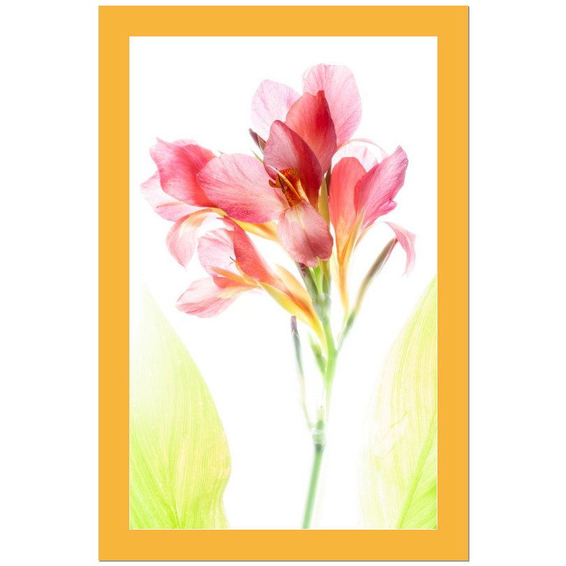 Blush Canna – Delicate Tropical Flower Matted Print
