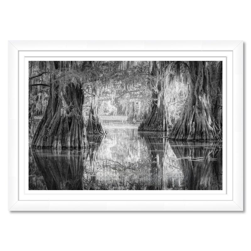 Silent Cathedral – Bald Cypress at Sunrise, Caddo Lake