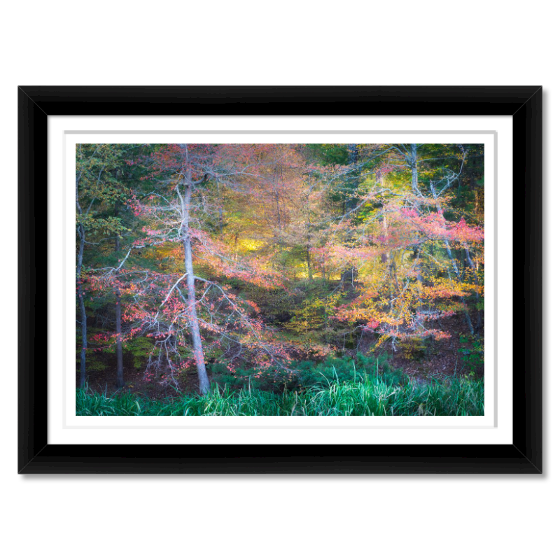 Autumn Light – Framed Fine Art Print of Fall Forest