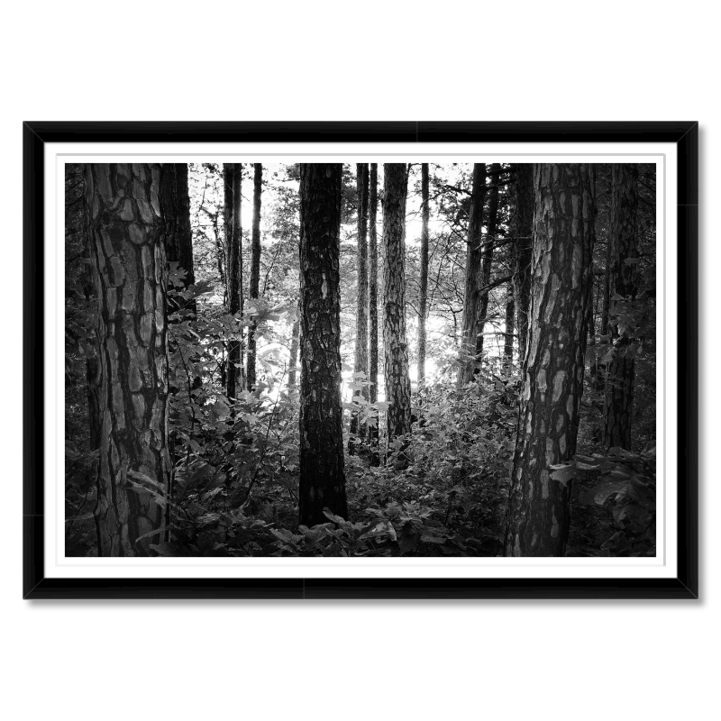 Mystic Woods