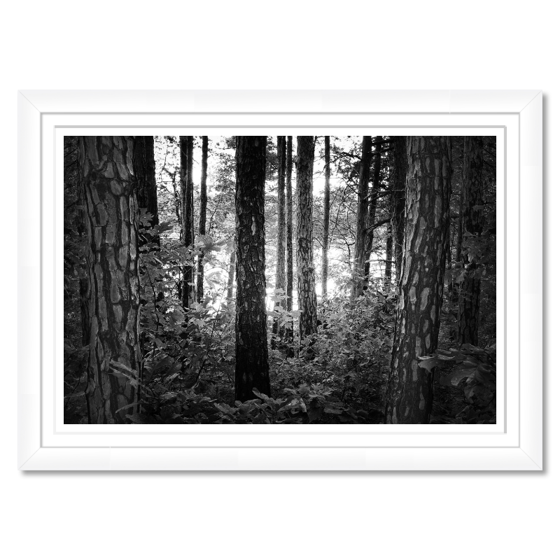 Mystic Woods – Framed Black and White Forest Print