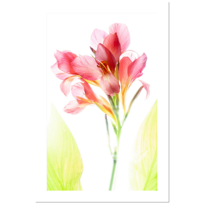 Blush Canna – Delicate Tropical Flower Matted Print
