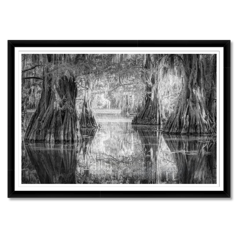 Silent Cathedral – Bald Cypress at Sunrise, Caddo Lake