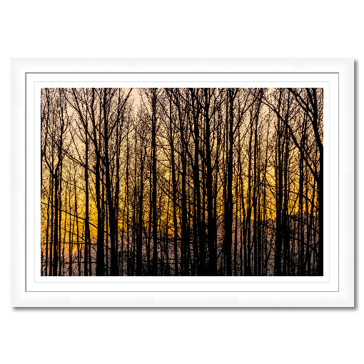 Golden Silence – A Central Texas Sunrise