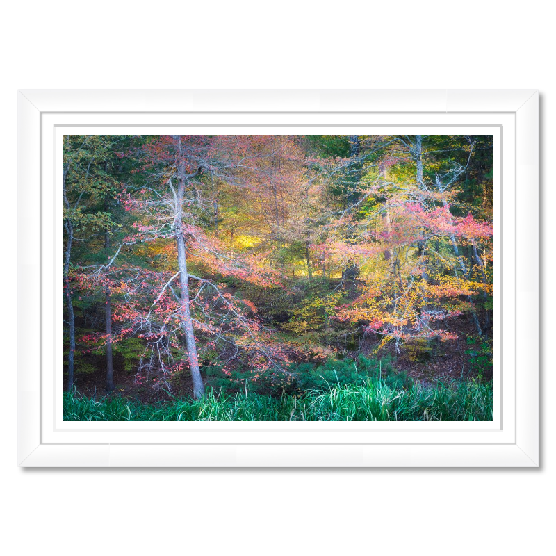 Fall Color