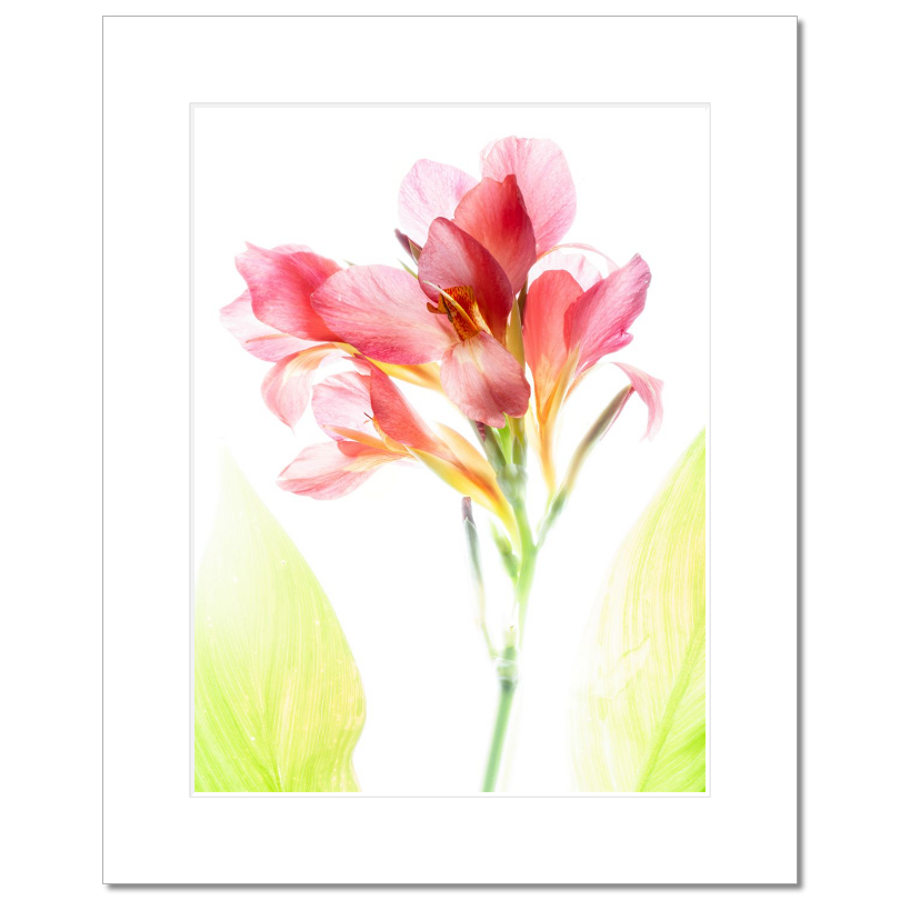 Blush Canna – Delicate Tropical Flower Matted Print