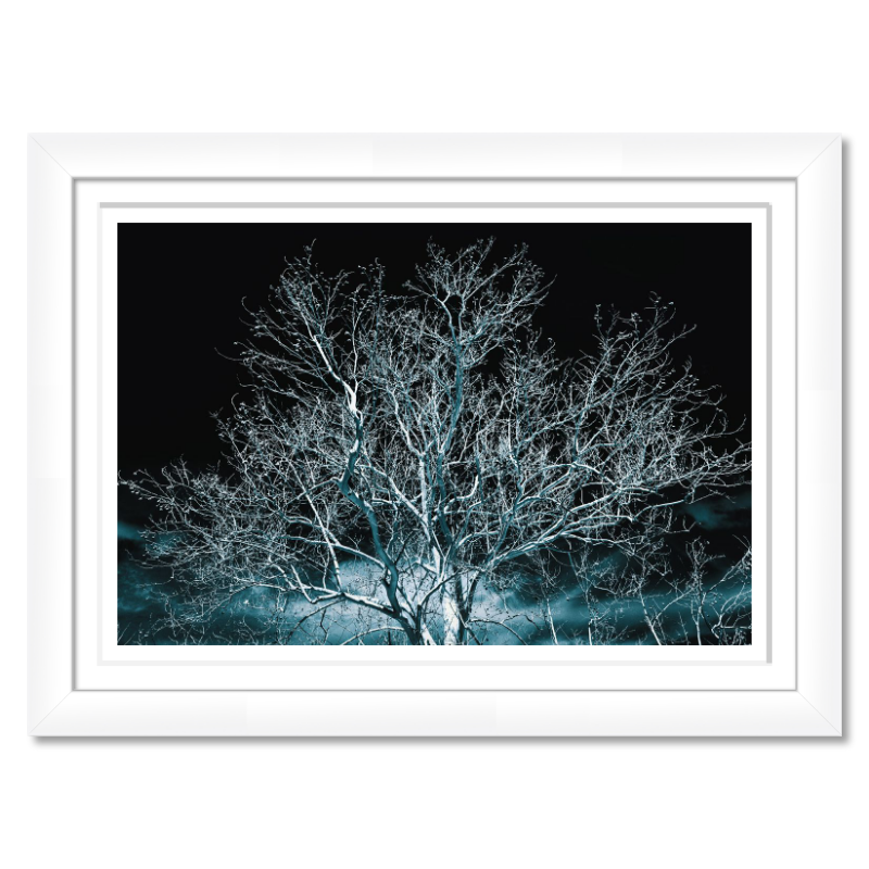 Whispers in Blue – A Lone Sycamore Tree