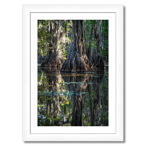 Three Giants – Framed Fine Art Cypress Tree Print