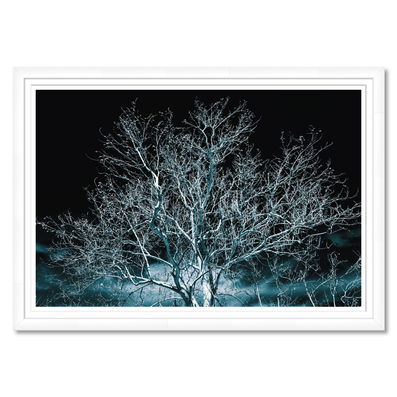Whispers in Blue – A Lone Sycamore Tree