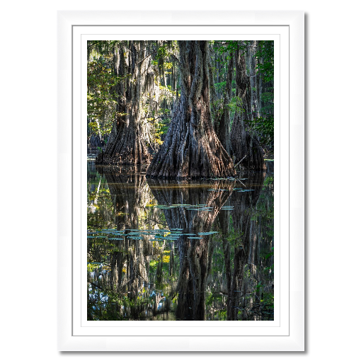 Three Giants – Framed Fine Art Cypress Tree Print