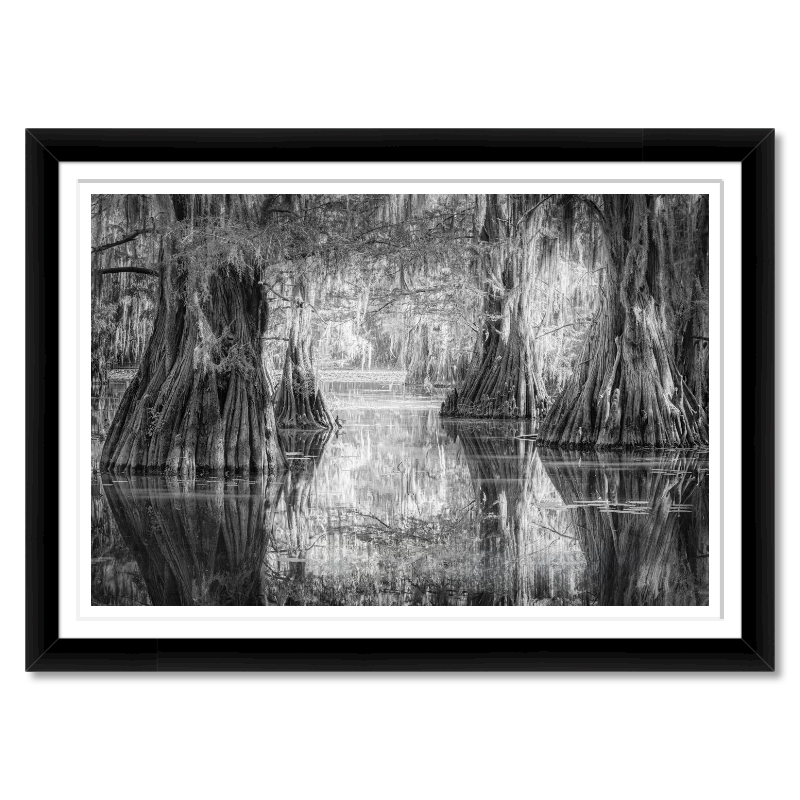 Silent Cathedral – Bald Cypress at Sunrise, Caddo Lake