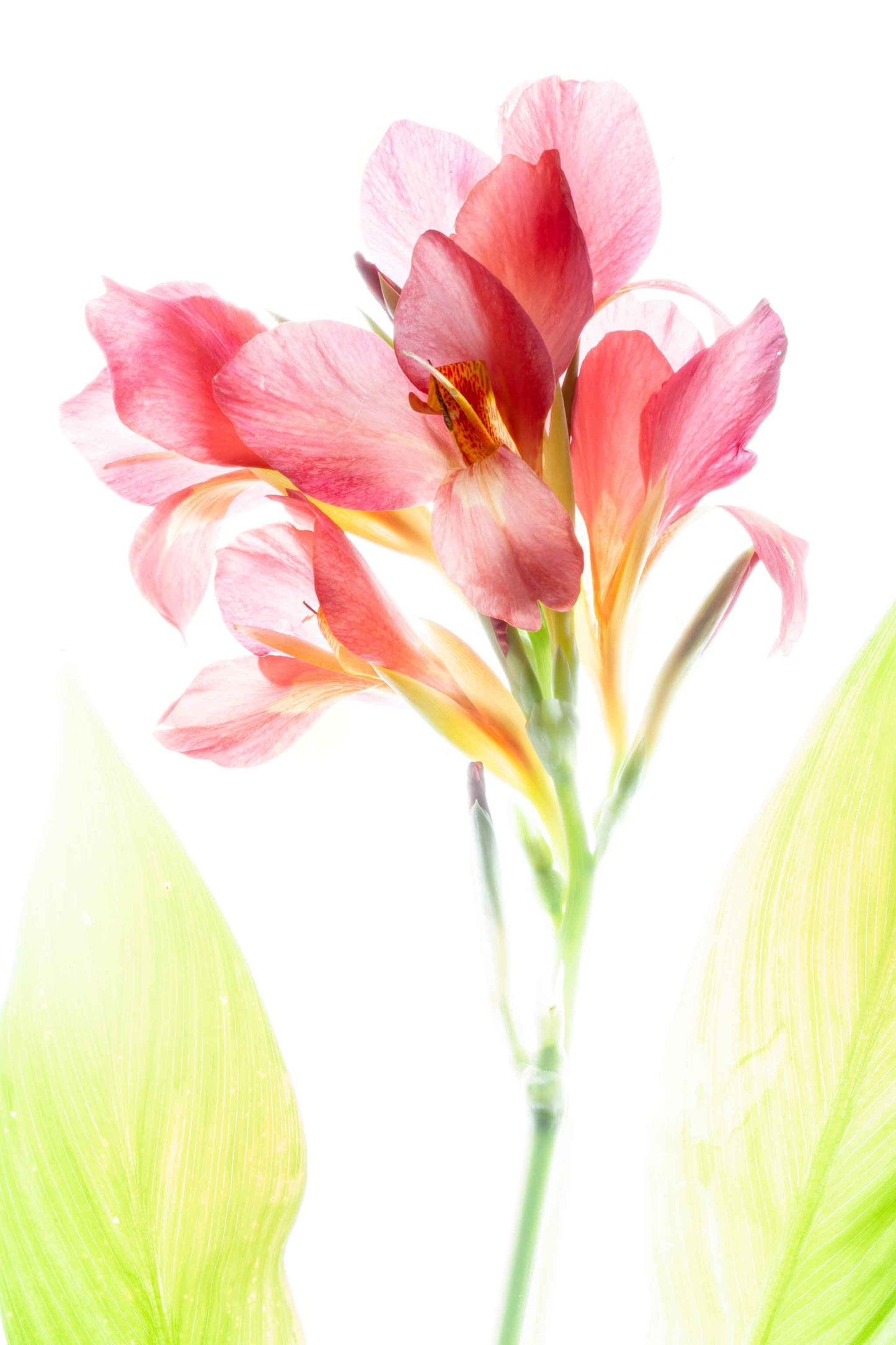 High-key photograph of a soft pink canna lily blossom with two pale green leaves, presented as a matted art print ready to frame.