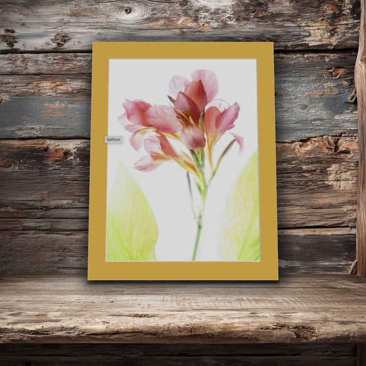 Saffron mat in room. High-key photograph of a soft pink canna lily blossom with two pale green leaves, presented as a matted art print ready to frame.
