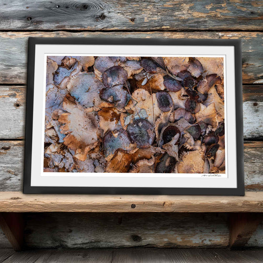 Decay Study — Fungal Growth