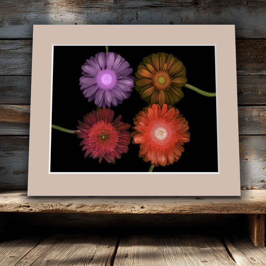 Dusty mat in room. Botanical photo of four Gerbera daisies in purple, orange, red, and coral, arranged in a grid on a black background. Ready-to-frame matted wall art print.