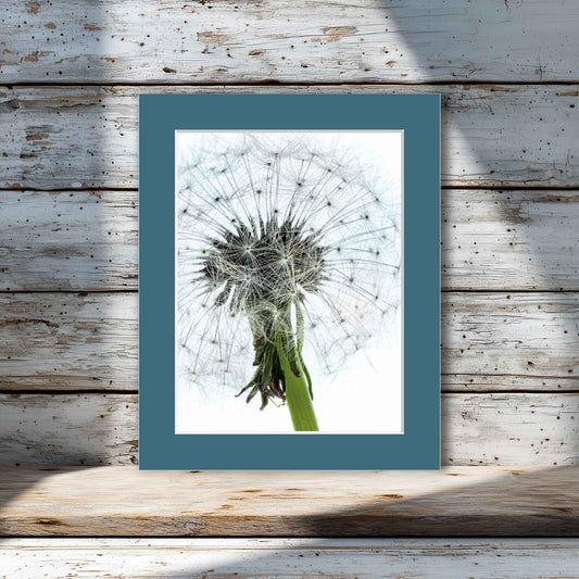 Room view. Close-up photo of a dandelion seed head with soft white background, showing delicate seed detail. Matted print ready to frame.