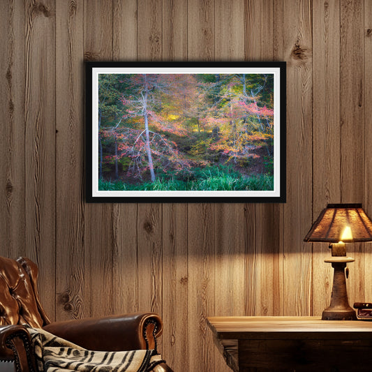 Black frame in room, Autumn Light, Vibrant autumn forest with red, orange, and yellow leaves glowing in soft afternoon light, framed fine art nature photograph.