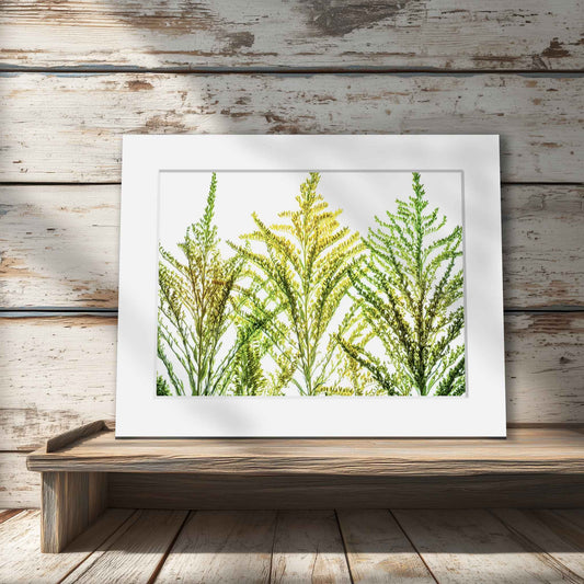 Golden Glow – Matted Goldenrod Print, Ready to Frame
