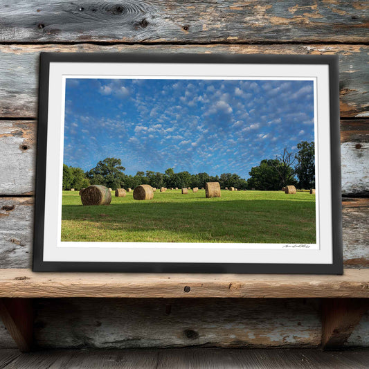 Round Bales — Morning Study