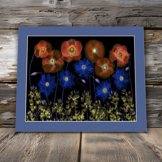 Room view, indigo mat. Colorful matted wall art photo of vivid red-orange poppies and electric blue wildflowers set against a black background. Ready to frame botanical artwork.