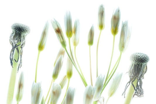 Translucent flower buds and seed heads suspended against luminous white background
