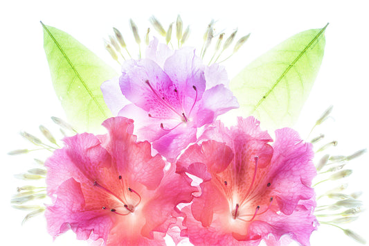 Translucent pink azalea blossoms photographed on a lightbox revealing internal petal structure and leaf detail