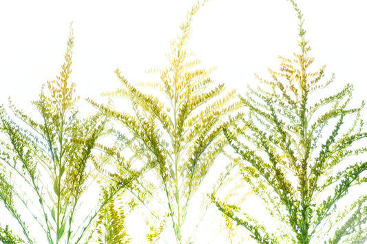 Translucent goldenrod stems illuminated against bright white background revealing structure