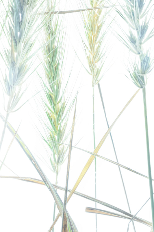 Close view of pale green and blue grass seed heads with yellow leaves and overlapping stems against white.