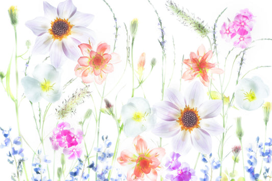 Texas wildflower photography created through lightbox photography and studio arrangement