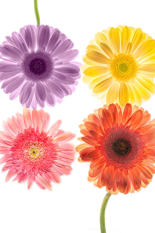 Four gerbera daisies in lavender, yellow, pink, and orange arranged against a bright white lightbox background.