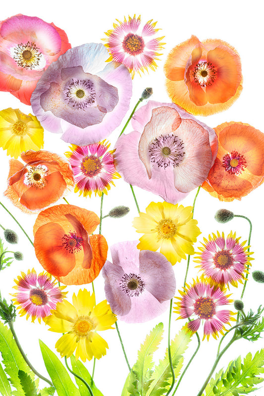 Flowers on white background mixed wildflowers including orange poppies and yellow flowers isolated on lightbox